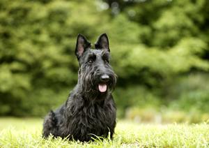 老犬ホームの九十九里パークの料金