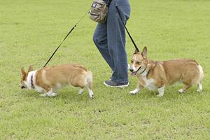 ペット保険と対象動物の年齢との関係性